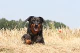 BEAUCERON 006